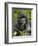 Silverback Mountain Gorilla (Gorilla Gorilla Beringei), Group 13, Volcanoes National Park, Rwanda-James Hager-Framed Photographic Print