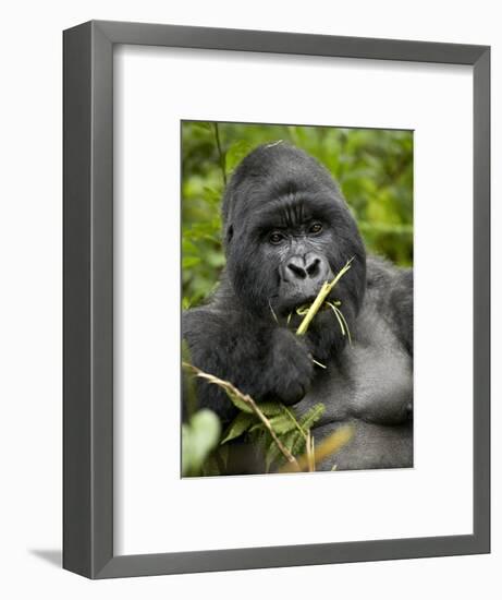 Silverback Mountain Gorilla (Gorilla Gorilla Beringei), Group 13, Volcanoes National Park, Rwanda-James Hager-Framed Photographic Print