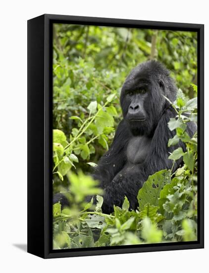 Silverback Mountain Gorilla (Gorilla Gorilla Beringei), Shinda Group, Volcanos National Park-James Hager-Framed Premier Image Canvas