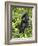 Silverback Mountain Gorilla (Gorilla Gorilla Beringei), Shinda Group, Volcanos National Park-James Hager-Framed Photographic Print