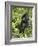 Silverback Mountain Gorilla (Gorilla Gorilla Beringei), Shinda Group, Volcanos National Park-James Hager-Framed Photographic Print