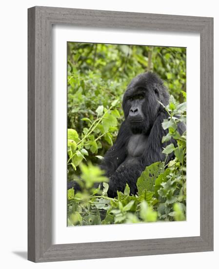 Silverback Mountain Gorilla (Gorilla Gorilla Beringei), Shinda Group, Volcanos National Park-James Hager-Framed Photographic Print