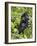 Silverback Mountain Gorilla (Gorilla Gorilla Beringei), Shinda Group, Volcanos National Park-James Hager-Framed Photographic Print