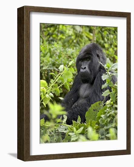 Silverback Mountain Gorilla (Gorilla Gorilla Beringei), Shinda Group, Volcanos National Park-James Hager-Framed Photographic Print