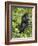 Silverback Mountain Gorilla (Gorilla Gorilla Beringei), Shinda Group, Volcanos National Park-James Hager-Framed Photographic Print