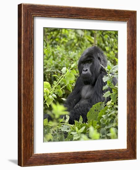 Silverback Mountain Gorilla (Gorilla Gorilla Beringei), Shinda Group, Volcanos National Park-James Hager-Framed Photographic Print