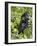 Silverback Mountain Gorilla (Gorilla Gorilla Beringei), Shinda Group, Volcanos National Park-James Hager-Framed Photographic Print