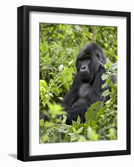 Silverback Mountain Gorilla (Gorilla Gorilla Beringei), Shinda Group, Volcanos National Park-James Hager-Framed Photographic Print