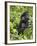 Silverback Mountain Gorilla (Gorilla Gorilla Beringei), Shinda Group, Volcanos National Park-James Hager-Framed Photographic Print