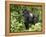Silverback Mountain Gorilla Standing in Profile, Shinda Group, Rwanda, Africa-James Hager-Framed Premier Image Canvas