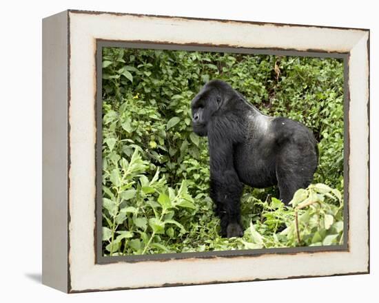 Silverback Mountain Gorilla Standing in Profile, Shinda Group, Rwanda, Africa-James Hager-Framed Premier Image Canvas