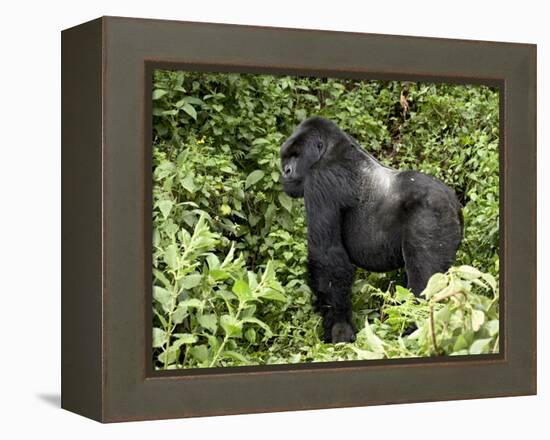 Silverback Mountain Gorilla Standing in Profile, Shinda Group, Rwanda, Africa-James Hager-Framed Premier Image Canvas