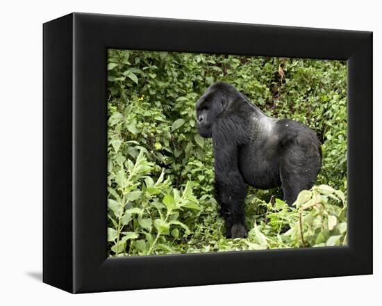 Silverback Mountain Gorilla Standing in Profile, Shinda Group, Rwanda, Africa-James Hager-Framed Premier Image Canvas