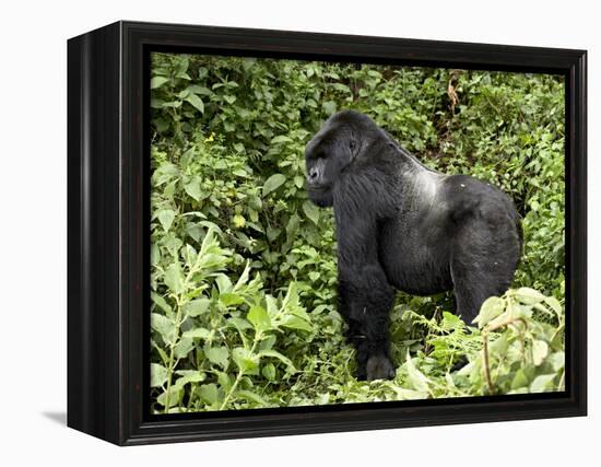 Silverback Mountain Gorilla Standing in Profile, Shinda Group, Rwanda, Africa-James Hager-Framed Premier Image Canvas