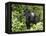 Silverback Mountain Gorilla Standing in Profile, Shinda Group, Rwanda, Africa-James Hager-Framed Premier Image Canvas