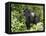 Silverback Mountain Gorilla Standing in Profile, Shinda Group, Rwanda, Africa-James Hager-Framed Premier Image Canvas