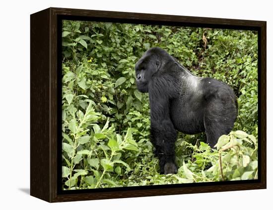 Silverback Mountain Gorilla Standing in Profile, Shinda Group, Rwanda, Africa-James Hager-Framed Premier Image Canvas