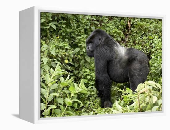 Silverback Mountain Gorilla Standing in Profile, Shinda Group, Rwanda, Africa-James Hager-Framed Premier Image Canvas