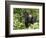 Silverback Mountain Gorilla Standing in Profile, Shinda Group, Rwanda, Africa-James Hager-Framed Premium Photographic Print