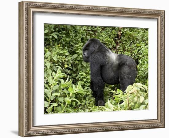 Silverback Mountain Gorilla Standing in Profile, Shinda Group, Rwanda, Africa-James Hager-Framed Photographic Print