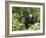 Silverback Mountain Gorilla Standing in Profile, Shinda Group, Rwanda, Africa-James Hager-Framed Photographic Print