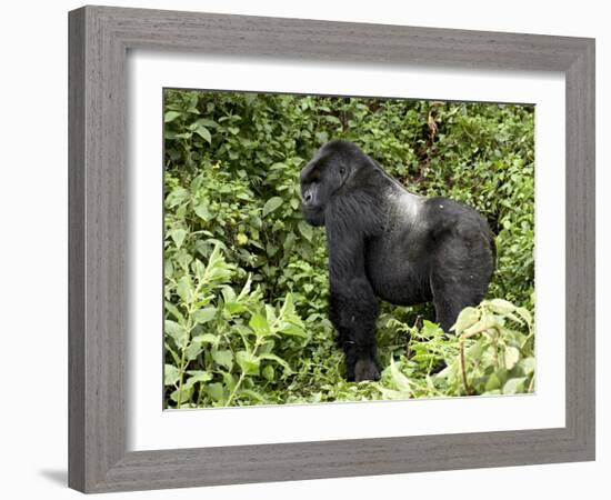 Silverback Mountain Gorilla Standing in Profile, Shinda Group, Rwanda, Africa-James Hager-Framed Photographic Print