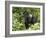 Silverback Mountain Gorilla Standing in Profile, Shinda Group, Rwanda, Africa-James Hager-Framed Photographic Print