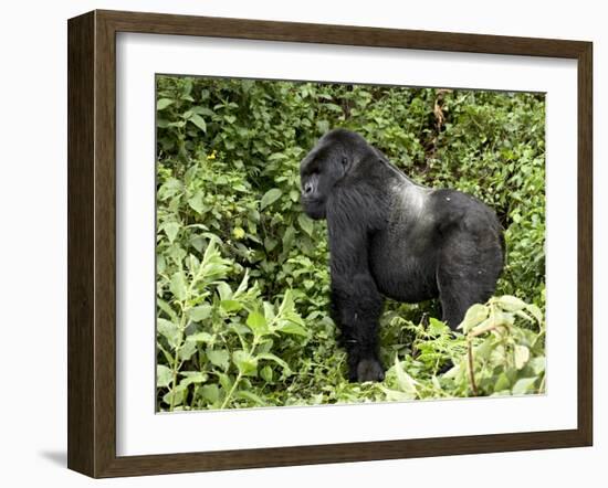 Silverback Mountain Gorilla Standing in Profile, Shinda Group, Rwanda, Africa-James Hager-Framed Photographic Print