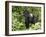 Silverback Mountain Gorilla Standing in Profile, Shinda Group, Rwanda, Africa-James Hager-Framed Photographic Print