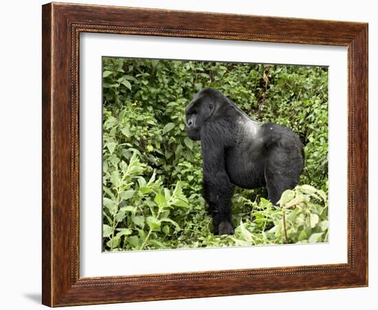 Silverback Mountain Gorilla Standing in Profile, Shinda Group, Rwanda, Africa-James Hager-Framed Photographic Print