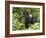 Silverback Mountain Gorilla Standing in Profile, Shinda Group, Rwanda, Africa-James Hager-Framed Photographic Print