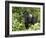 Silverback Mountain Gorilla Standing in Profile, Shinda Group, Rwanda, Africa-James Hager-Framed Photographic Print