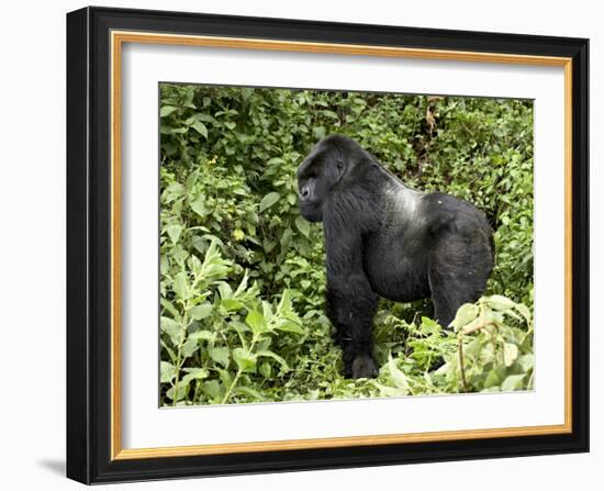 Silverback Mountain Gorilla Standing in Profile, Shinda Group, Rwanda, Africa-James Hager-Framed Photographic Print