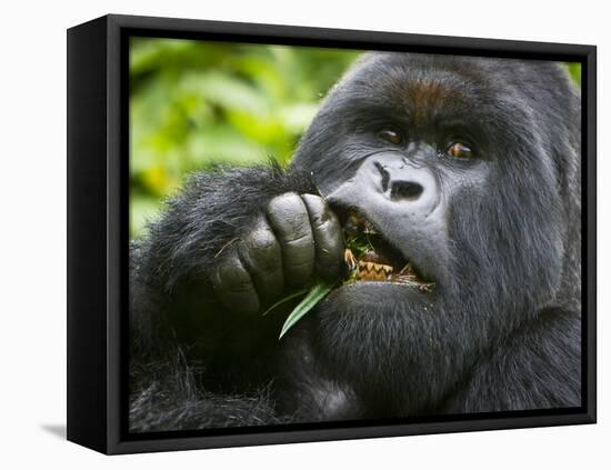 Silverback Mountain Gorilla, Volcanoes National Park, Virungas, Charles, Rwanda-Ralph H. Bendjebar-Framed Premier Image Canvas