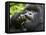 Silverback Mountain Gorilla, Volcanoes National Park, Virungas, Charles, Rwanda-Ralph H. Bendjebar-Framed Premier Image Canvas