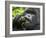 Silverback Mountain Gorilla, Volcanoes National Park, Virungas, Charles, Rwanda-Ralph H. Bendjebar-Framed Photographic Print