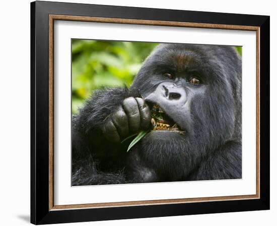 Silverback Mountain Gorilla, Volcanoes National Park, Virungas, Charles, Rwanda-Ralph H. Bendjebar-Framed Photographic Print