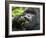 Silverback Mountain Gorilla, Volcanoes National Park, Virungas, Charles, Rwanda-Ralph H. Bendjebar-Framed Photographic Print