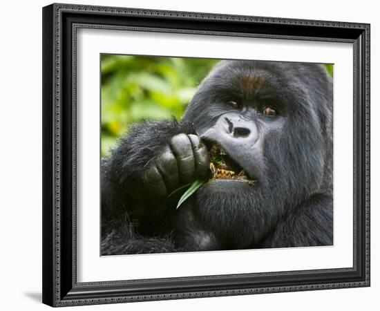 Silverback Mountain Gorilla, Volcanoes National Park, Virungas, Charles, Rwanda-Ralph H. Bendjebar-Framed Photographic Print