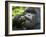 Silverback Mountain Gorilla, Volcanoes National Park, Virungas, Charles, Rwanda-Ralph H. Bendjebar-Framed Photographic Print