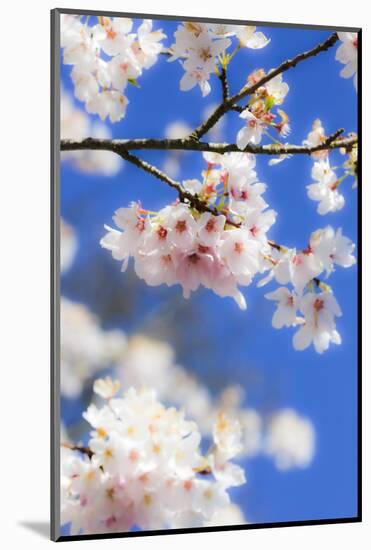 Silverdale, Washington State, USA. Blooming cherry blossom-Jolly Sienda-Mounted Photographic Print