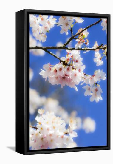 Silverdale, Washington State, USA. Blooming cherry blossom-Jolly Sienda-Framed Premier Image Canvas