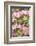 Silverdale, Washington State, USA. Flowering pink dogwood tree-Jolly Sienda-Framed Photographic Print