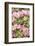 Silverdale, Washington State, USA. Flowering pink dogwood tree-Jolly Sienda-Framed Photographic Print