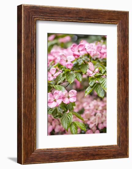 Silverdale, Washington State, USA. Flowering pink dogwood tree-Jolly Sienda-Framed Photographic Print