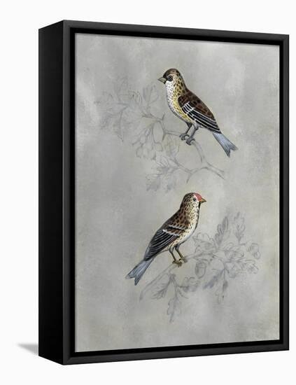 Silvered Aviary II-Naomi McCavitt-Framed Stretched Canvas