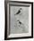 Silvered Aviary III-Naomi McCavitt-Framed Art Print