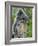 Silvered Langur Female Suckling Baby in Tree, Bako National Park, Sarawak, Borneo-Tony Heald-Framed Photographic Print