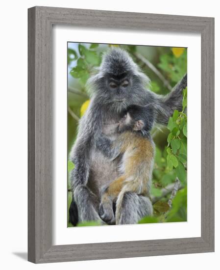 Silvered Langur Female Suckling Baby in Tree, Bako National Park, Sarawak, Borneo-Tony Heald-Framed Photographic Print