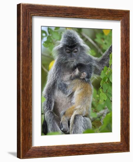 Silvered Langur Female Suckling Baby in Tree, Bako National Park, Sarawak, Borneo-Tony Heald-Framed Photographic Print